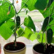 Огурец Комнатный F1 за 0,25 г