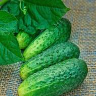 Огірок Козирна карта F1 за 10 нас.