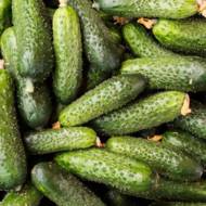 Огірок Коник горбунок F1 за 10 нас.