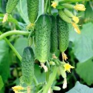 Огірок Все пучком F1 за 10 нас.