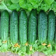 Огірок Хіт сезону за 10 нас.