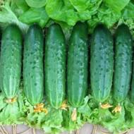 Огірок Хіт сезону за 10 нас.