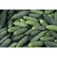 Огірок Кураж F1 за 10 нас.