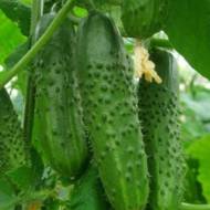 Огірок Марьїна роща F1 за 0,25 г