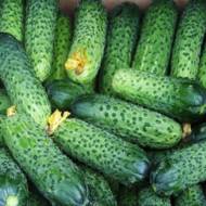 Огірок Меренга F1 за 10 нас.