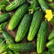 Огірок Орфеус F1 за 10 нас.