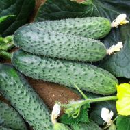 Огірок Здоровенькі були F1 за 10 нас.