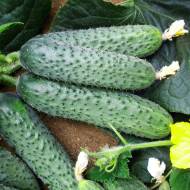 Огірок Здоровенькі були F1 за 10 нас.