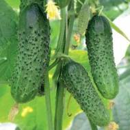 Огурец Здоровеньки булы F1 за 10 сем.