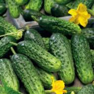 Огурец Орфеус F1 за 10 сем.