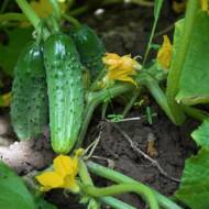 Огурец Пчелка на отдыхе за 10 сем.