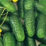 Огурец Беби мини F1 за 10 сем.