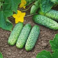 Огірок Пасалімо F1 за 10 нас.