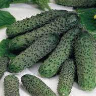 Огурец Пасалимо F1 за 10 сем.