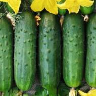 Огурец Подмосковные вечера F1 за 0,3 г
