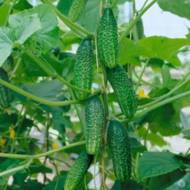 Огурец Настуня F1 за 10 сем.