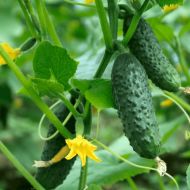 Огірок Рясний F1 за 1 г