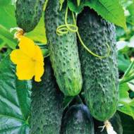 Огурец Обильный F1 за 1 г