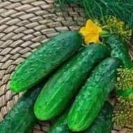 Огірок Салтан F1 за 10 нас.