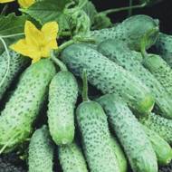 Огурец Пасамонте F1 за 10 сем.