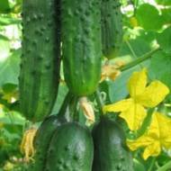 Огірок Молодший лейтенант F1 за 10 нас.