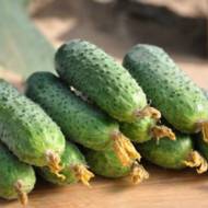 Огірок Сатіна F1 за 10 нас.