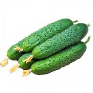 Огурец Спино F1 за 10 сем.