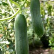 Огірок Томаш F1 за 0,3 г