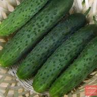 Огурец Легенда F1 за 10 сем.