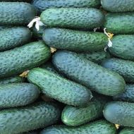 Огірок Чайковський F1 за 10 нас.