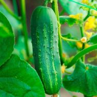 Огірок Перший хлопець на селі F1 за 10 нас.