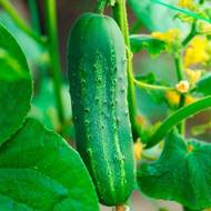 Огірок Перший хлопець на селі F1 за 10 нас.