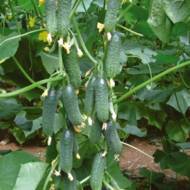 Огурец Изумрудные сережки F1 за 10 сем.