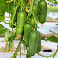 Огурец Фонтина F1 за 10 сем.