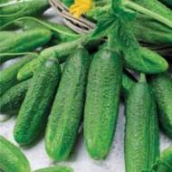 Огірок Гінга F1 за 10 нас.