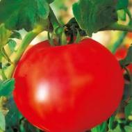 Томат Титан за 0,3 г