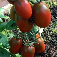 Томат Де барао черный за 0,1 г