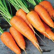 Морква Каротель