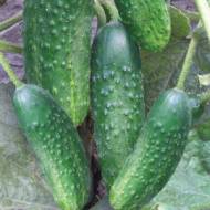 Огурец Братец Иванушка F1 за 0,25 г