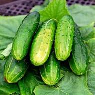 Огурец Леша F1 за 0,25 г