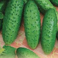 Огурец Соловей F1 за 20 сем.