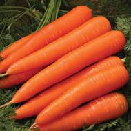 Морква Без Серцевини