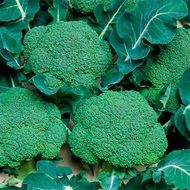 Капуста брокколи Белстар F1 за 10 сем.