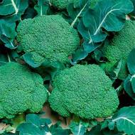 Капуста брокколи Белстар F1 за 10 сем.
