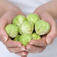 Капуста Брюссельская за 0,5 г