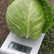 Капуста Легат F1 за 10 сем.