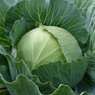 Капуста Парел F1 за 10 нас.