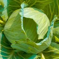 Капуста Трансфер F1 за 0,2 г