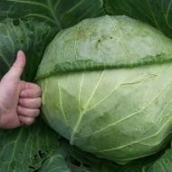 Капуста Мегатон за 10 сем.