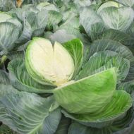 Капуста Зимовка 1474 за 0,5 г